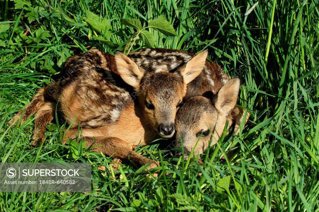 European Roe Deer (Capreolus capreolus) two fawns hiding in the tall grass, Allgaeu region, Bavaria, Germany, Europe