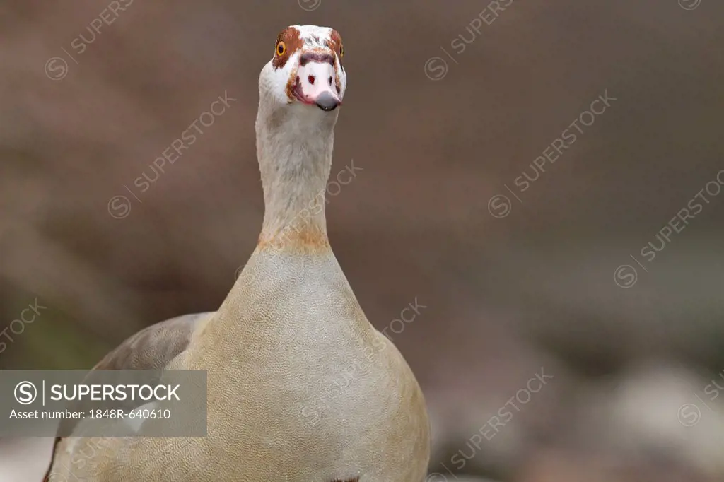 Egyptian Goose (Alopochen aegyptiacus), Bergisches Land region, North Rhine-Westphalia, Germany, Europe