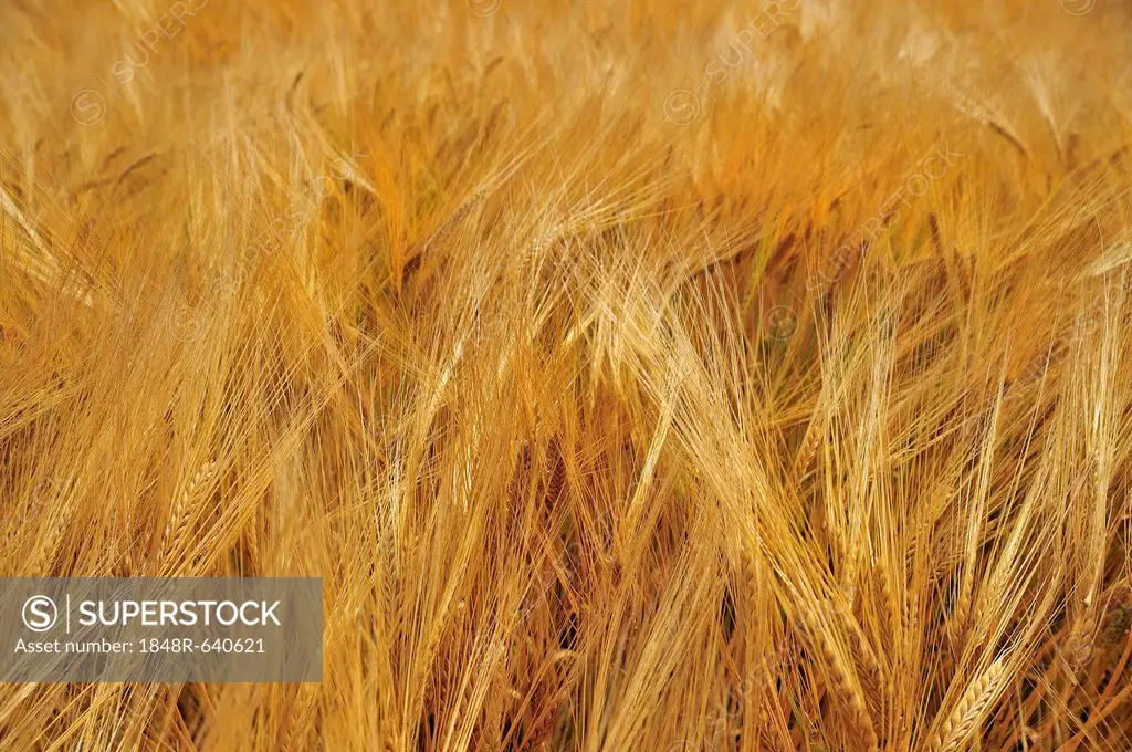 Spring barley (Hordeum), Swabian Alb, Baden-Wuerttemberg, Germany, Europe, PublicGround