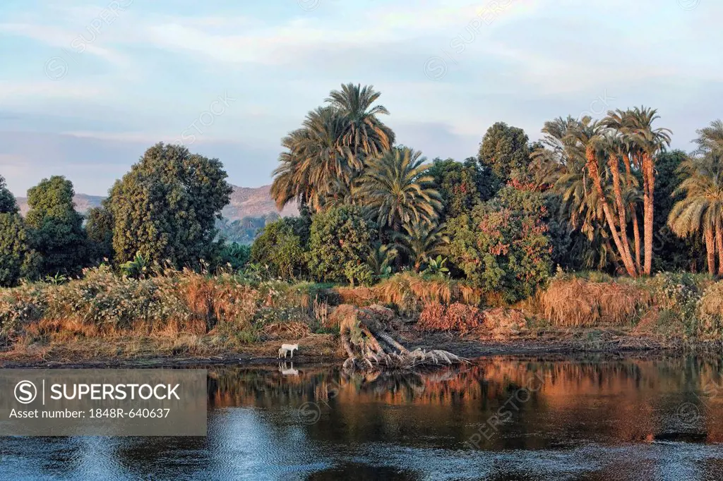 Bank of the Nile, Egypt, Africa