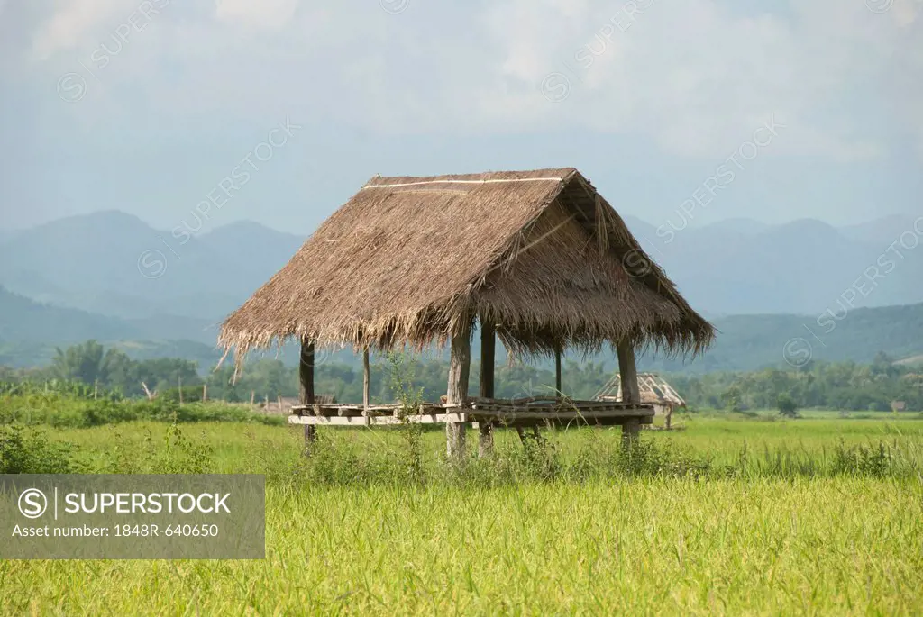 Simple hut in a green rice field, bamboo hut, province of Luang Namtha, Northern Laos, Laos, Southeast Asia, Asia