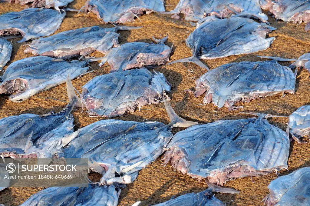Dried fish, fish drying on coconut mats on the beach, Negombo, Sri Lanka, South Asia, Asia