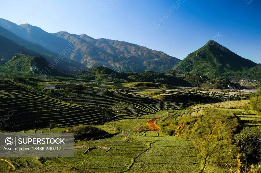 New terrace, rice terraces, rice paddies in Sapa or Sa Pa, Lao Cai province, northern Vietnam, Vietnam, Southeast Asia, Asia