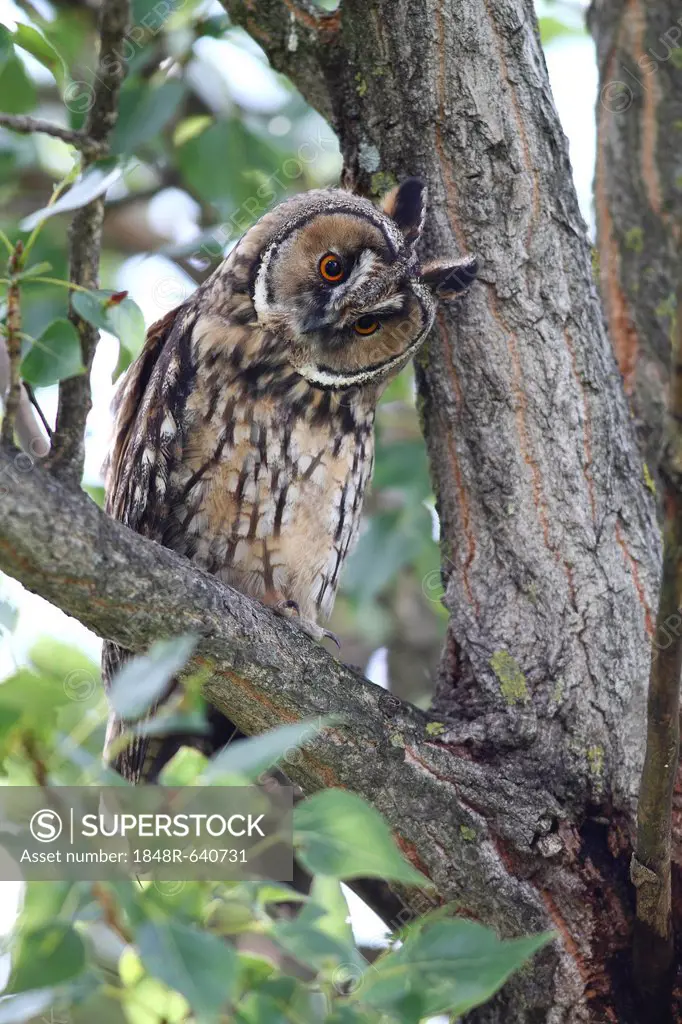 Long-eared Owl (Asio otus), perched on a branch, tree trunk at back, Apetlon, Lake Neusiedl, Burgenland, Austria, Europe