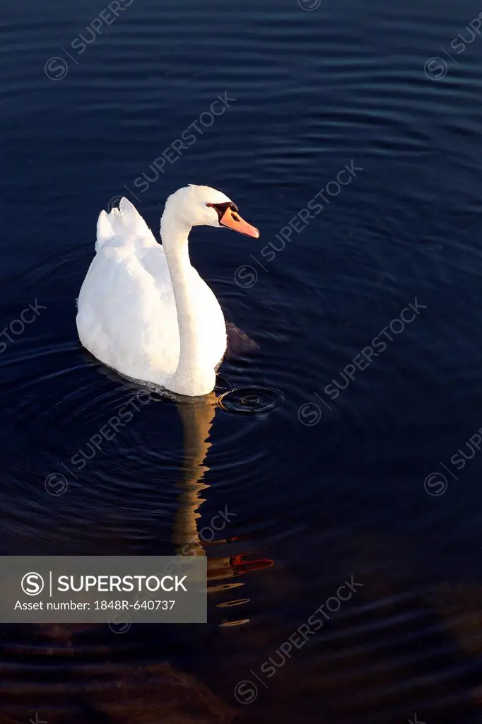 Mute swan (Cygnus olor) on the water