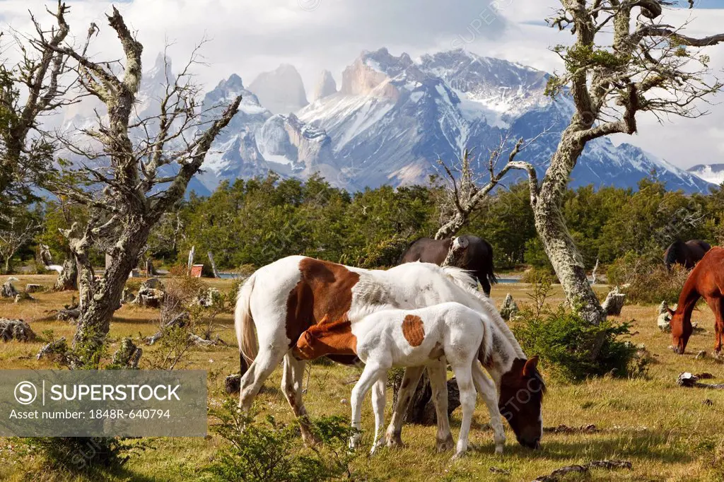 A mare and a foal on a green meadow in front of the Cuernos del Paine granite mountains, Torres del Paine National Park, Thyndal, Magallanes and Antár...