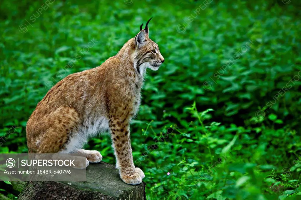 Eurasian Lynx or Northern Lynx (Lynx lynx), Wildpark Poing, Bavaria, Germany, Europe
