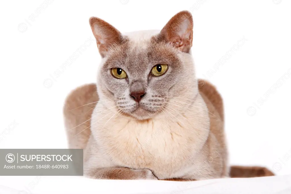 Burmese cat