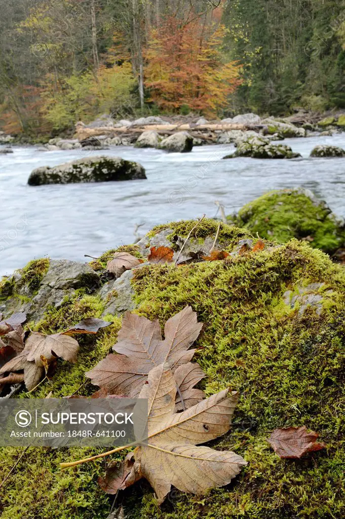 Moss-covered stones on the banks of the Enns river, Gesaeuse mountain region, Styria, Austria, Europe