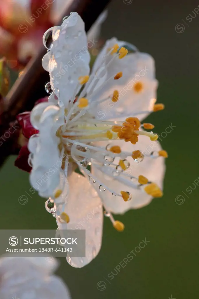 Apricot blossom (Prunus armeniaca)