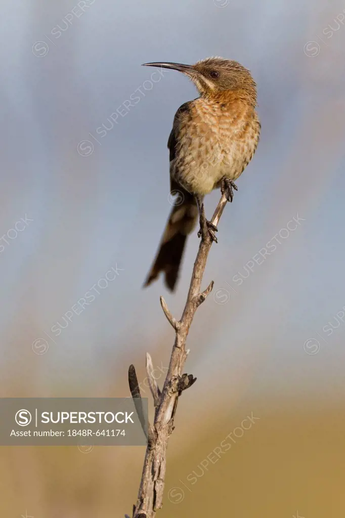 Cape sugarbird (Promerops cafer), Table Mountain National Park, South Africa