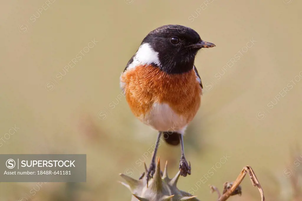 Stonechat (Saxicola rubicola) at Addo Elephant Park, South Africa