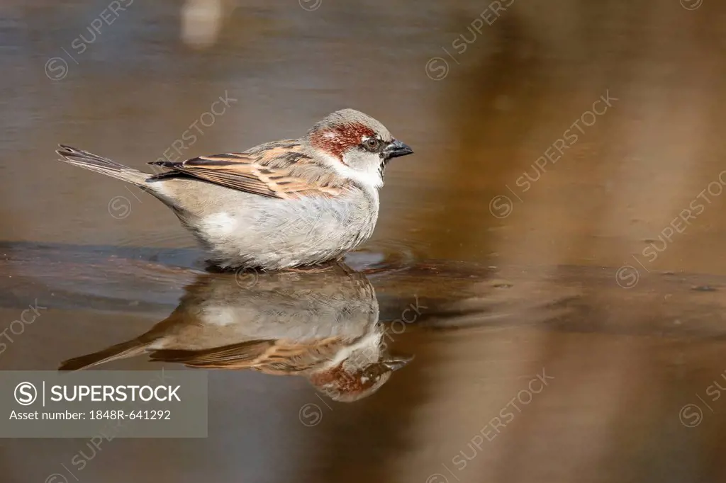 House Sparrow (Passer domesticus), taking a bath, Limburg an der Lahn, Hesse, Germany, Europe