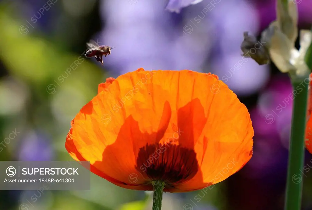 Honey bee (Apis mellifera) flying from flower to flower with black pollen on its hind legs, Oriental poppy (Papaver orientale)