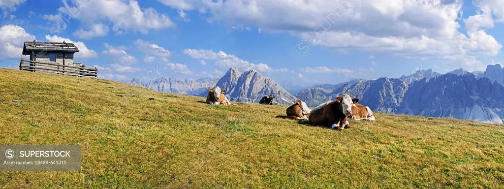 Cows on Aferer Alm alp on Plosen mountain, with the Afer Geisler group and Peitlerkofel mountain, Wuerzjoch ridge, Villnoesstal valley, Dolomites, pro...