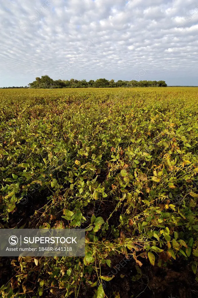 Soybean field and the remains of the original Chaco vegetation, Lomitas, Argentina, South America
