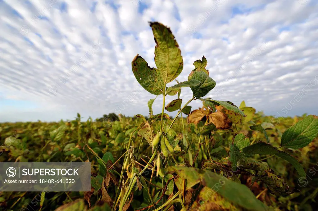 Soybean plants (Glycine max), soybean plantation, Argentina, South America