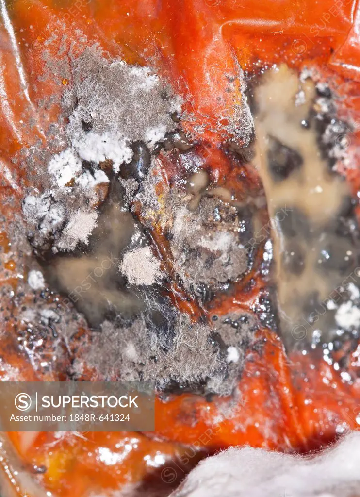 Mould, mildew culture, food mould, tomato
