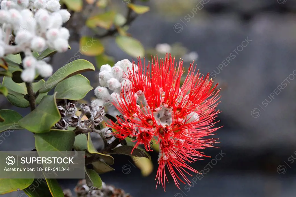 Red blossom of the Ohia lehua tree (Metrosideros polymorpha), endemic plant, Kilauea volcano, Big Island, Hawaii, USA