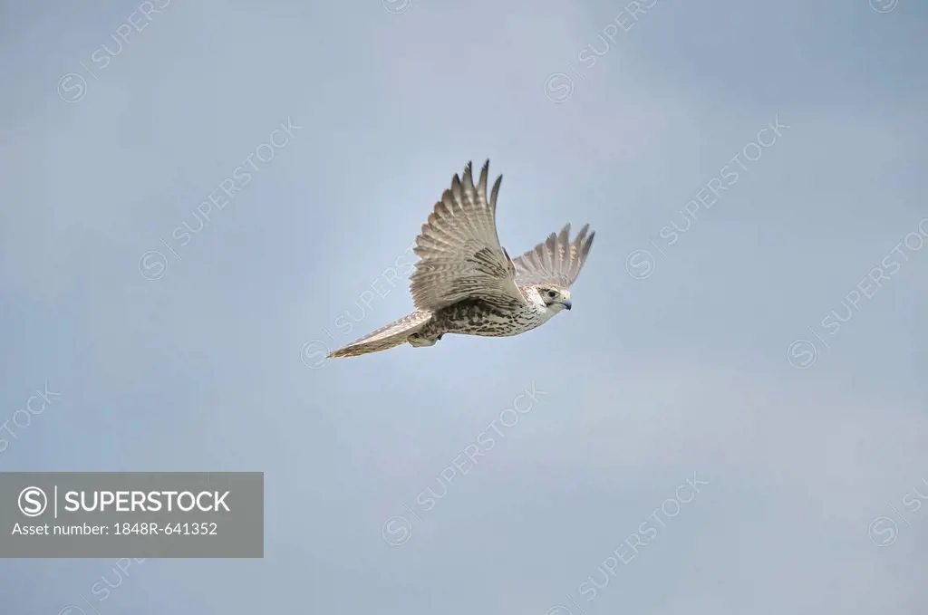 Saker falcon (Falco cherrug), Landskron Castle, an ornithological station for raptorial birds, Carinthia, Austria, Europe