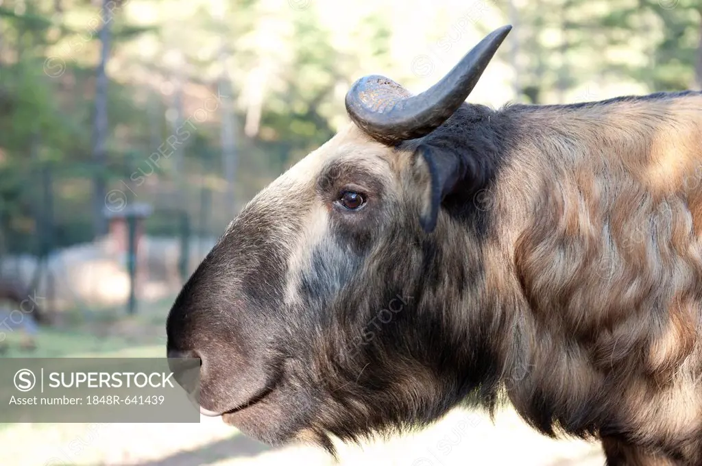 Mishmi Takin (Budorcas taxicolor), Bhutan's national animal, portrait, Motithang Takin Preserve, Thimphu, the Himalayas, Kingdom of Bhutan, South Asia...