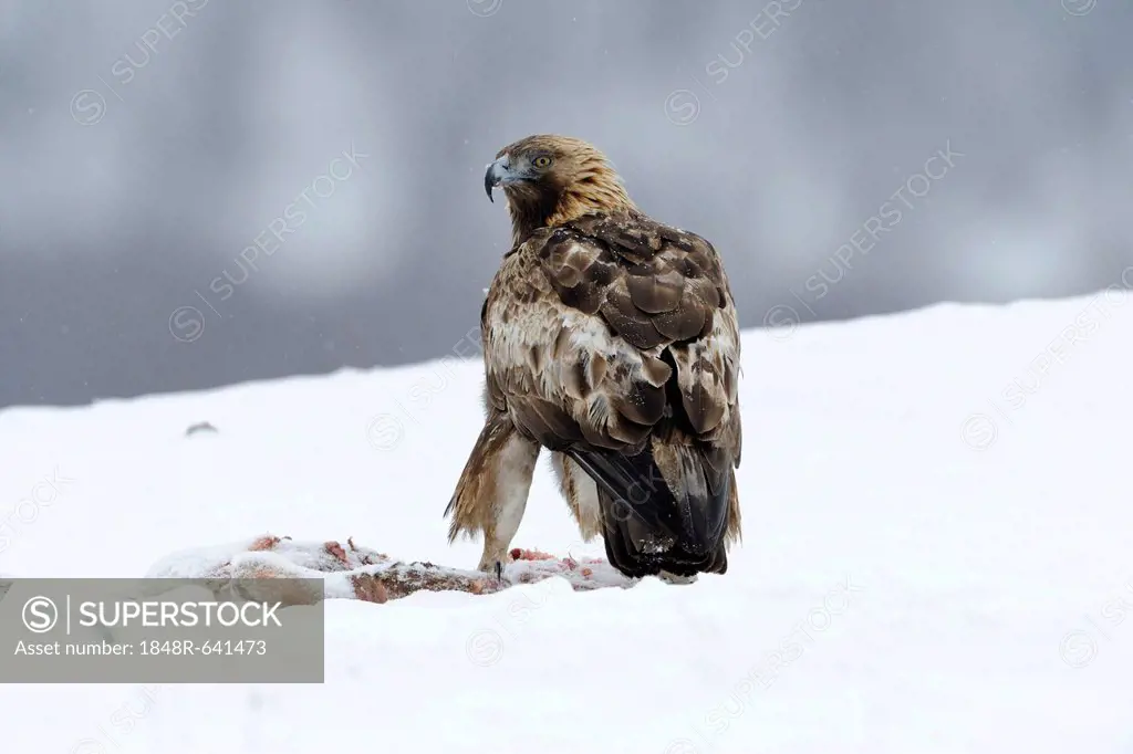 Golden Eagle (Aquila chrysaetos), at a bait site with prey, Sinite Kamani Nature Park, Bulgaria, Europe