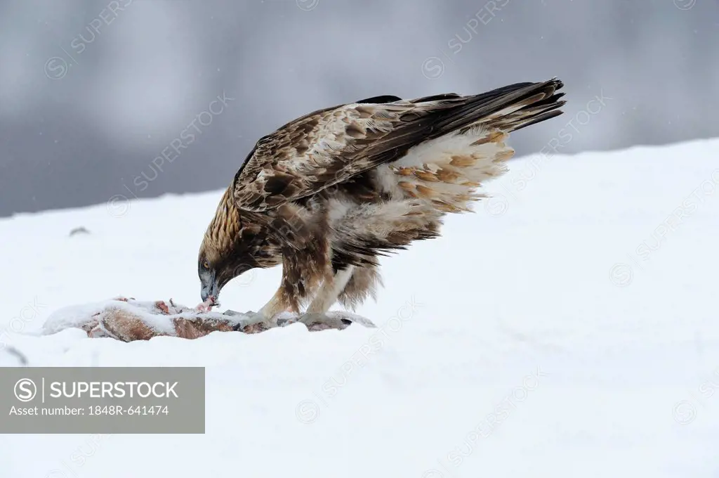 Golden Eagle (Aquila chrysaetos), at a bait site with prey, Sinite Kamani Nature Park, Bulgaria, Europe