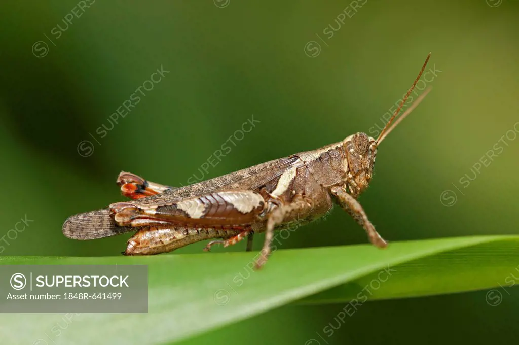 Short-horned Grasshopper (Xenocatantops humilis), Thailand, Asia