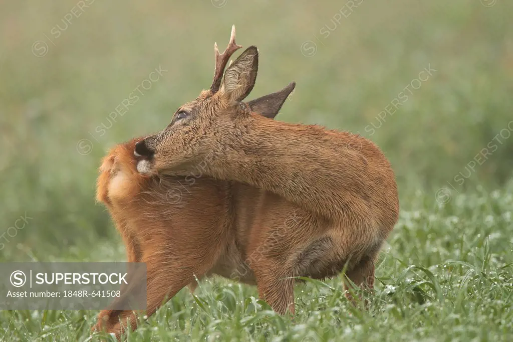 Roe Deer (Capreolus capreolus), Roebuck during grooming, Limburg an der Lahn, Hesse, Germany, Europe