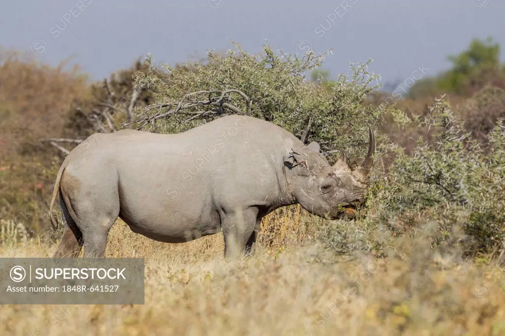 Black rhinoceros (Diceros bicornis), Etosha National Park, Namibia, Africa