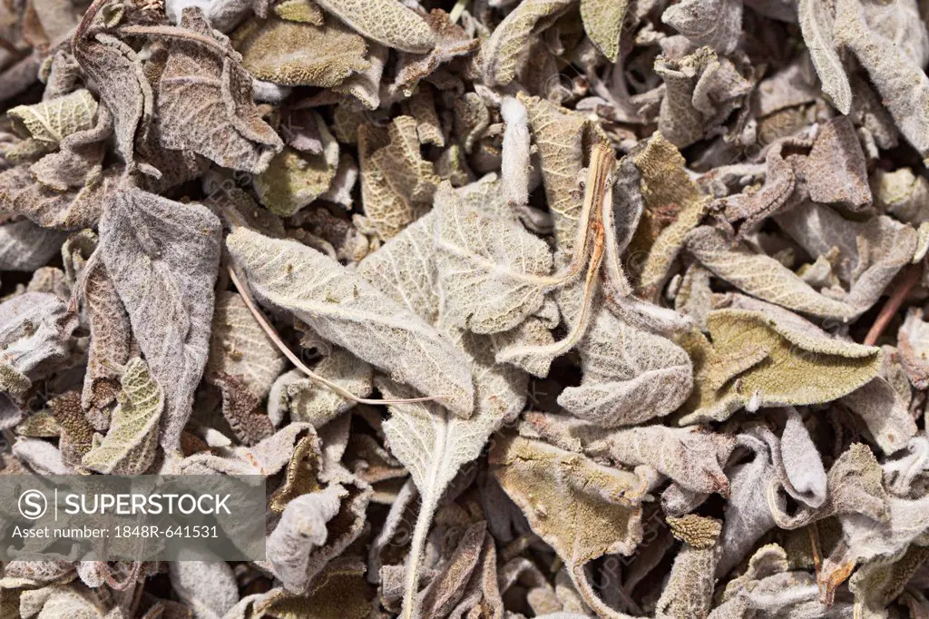 Salvia tea, dried sage leaves (Salvia), herbal tea, medicinal tea