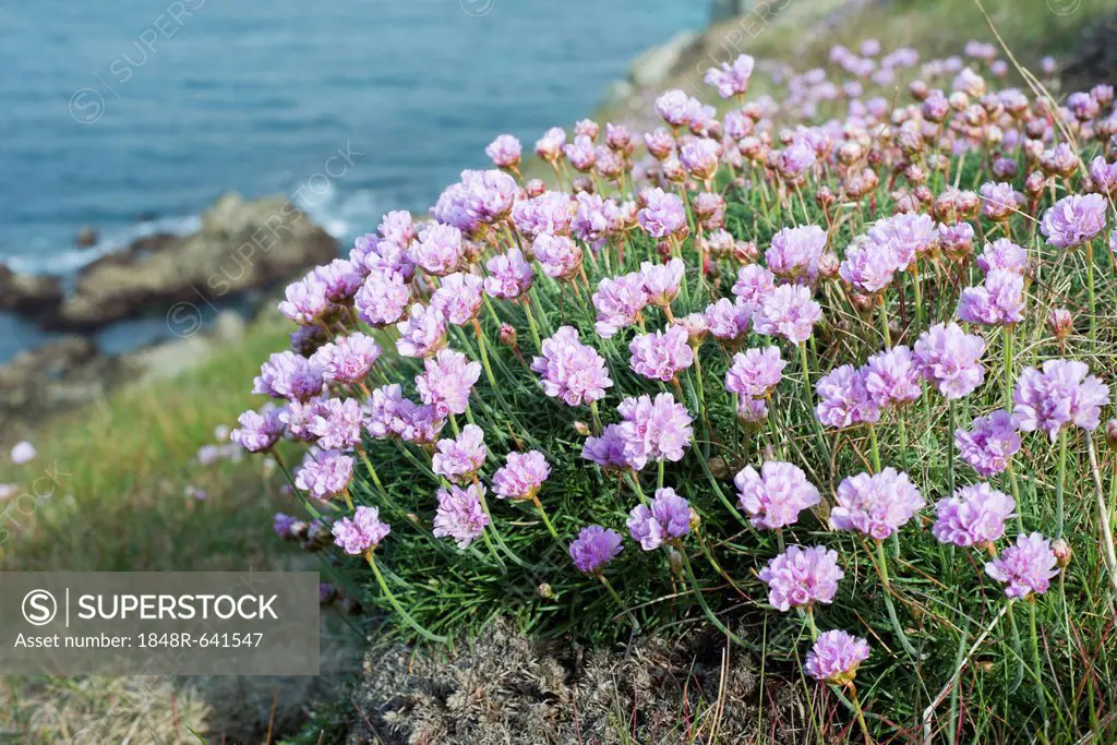 Sea thrift or Sea Pink (Armeria maritima) above the sea, Cape Pointe de Corsen, Département Finistère, Brittany, France, Europe