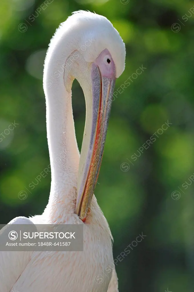 Great White Pelican (Pelecanus onocrotalus), preening