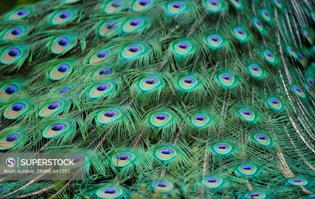 Indian Peafowl or Blue Peafowl (Pavo cristatus), male, detail of peacock feathers