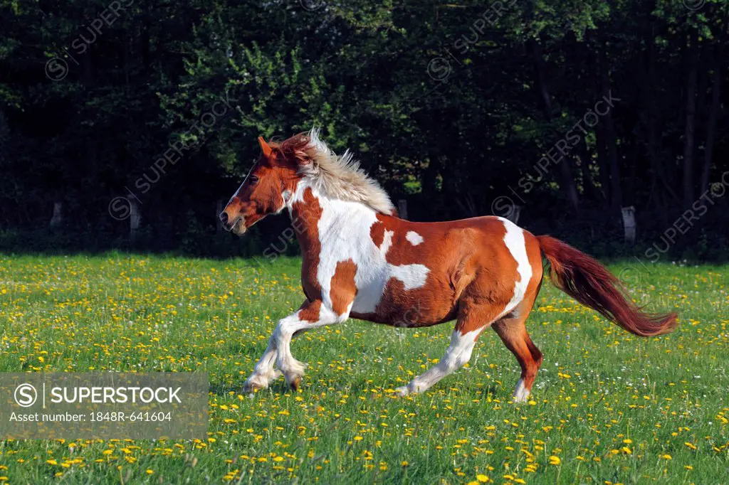Horse running in a paddock, Lewitzer Pony, Lewitzer Pinto (Equus przewalskii f. caballus)