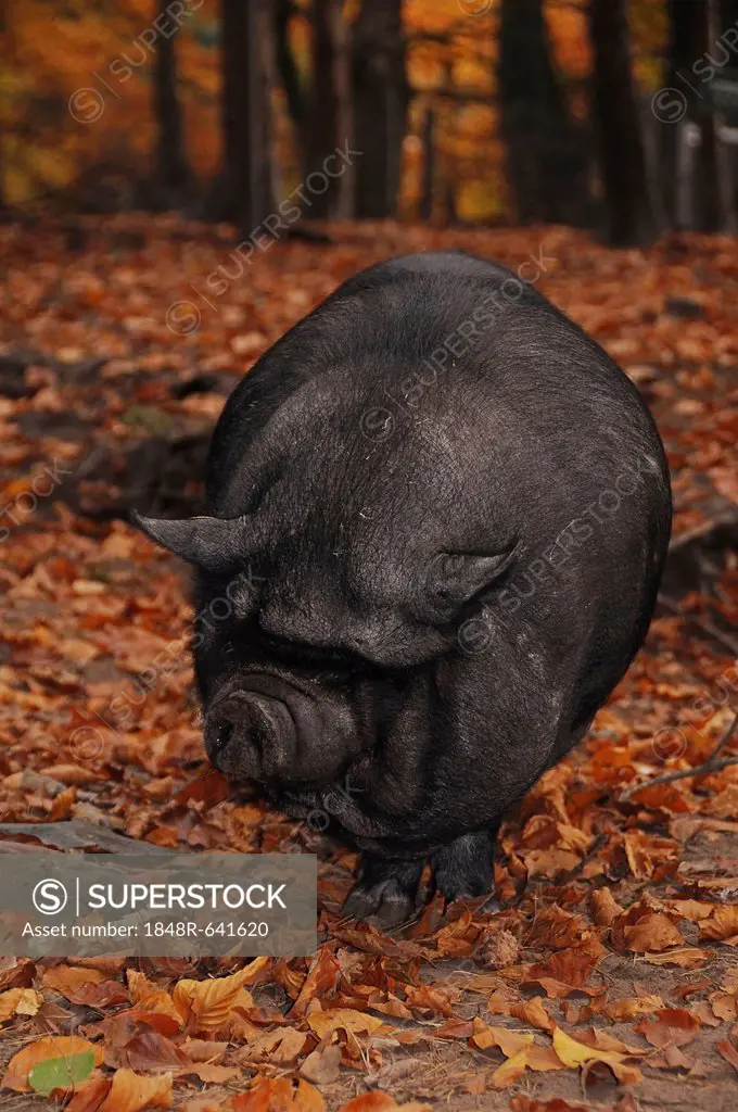 Pot-bellied pig (Sus scrofa f. domestica) in the wood