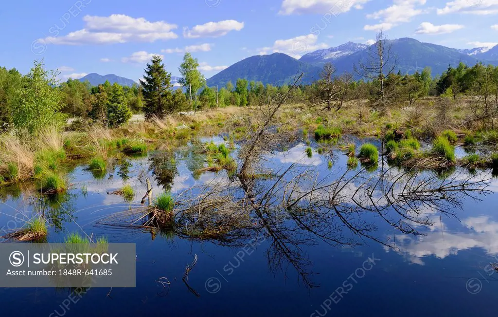 Bog pond with dead trees, Grundbeckenmoor near Rosenheim, alpine upland, Bavaria, Germany, Europe