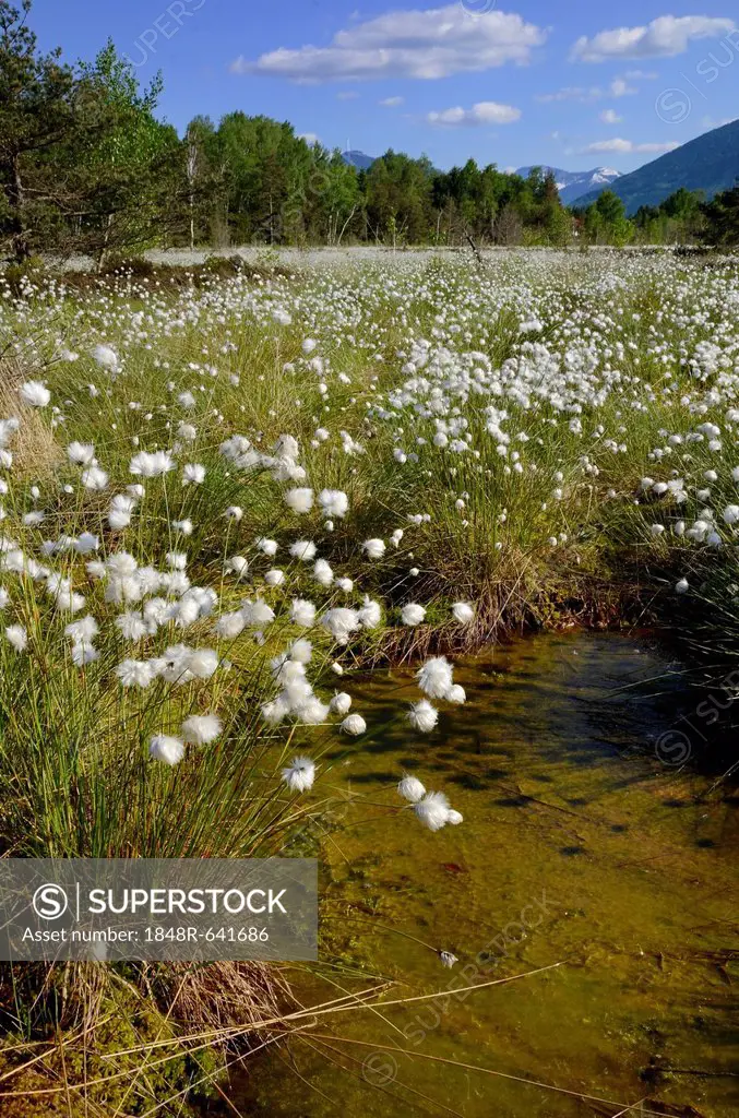 Silted bog pond with flowering Hare's-tail Cottongrass, Tussock Cottongrass or Sheathed Cottonsedge (Eriophorum vaginatum), Grundbeckenmoor near Rosen...