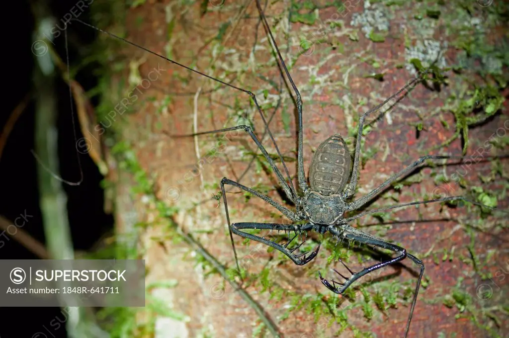 Whip spiders or tailless whip scorpions (Heterophrynus spec.), Tiputini rain forest, Yasuni National Park, Ecuador, South America