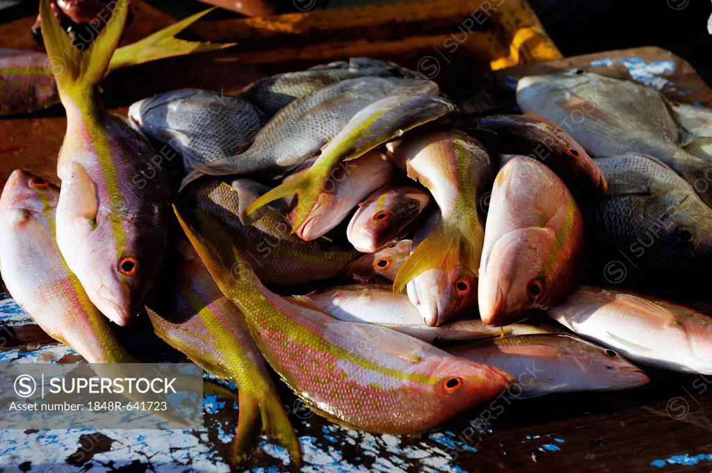 Catch of fishermen lying on Puerto Juarez beach, Cancun, Yucatan Peninsula, Quintana Roo, Mexico, Latin America, North America