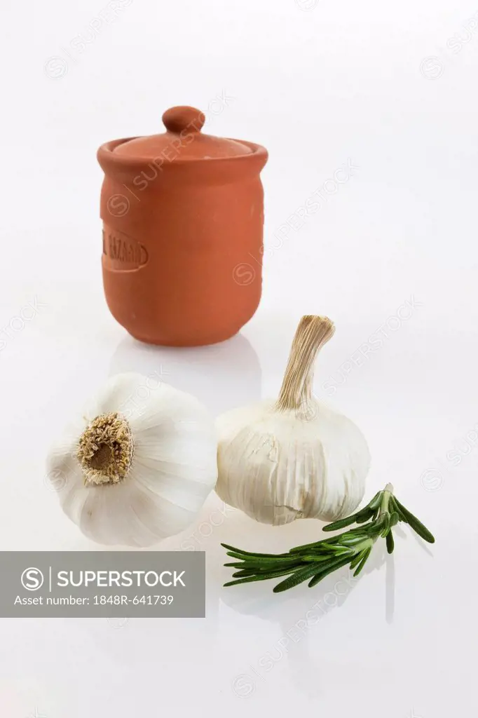 Garlic (Allium sativum) with clay pot and fresh rosemary