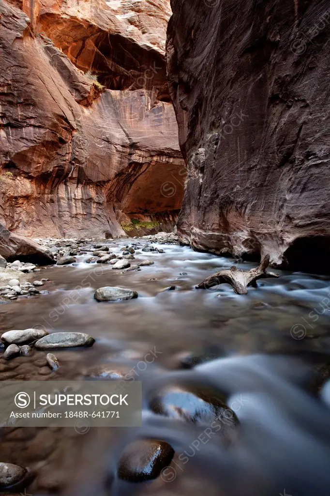 The Narrows, constriction of the Virgin River, Zion National Park, Utah, USA