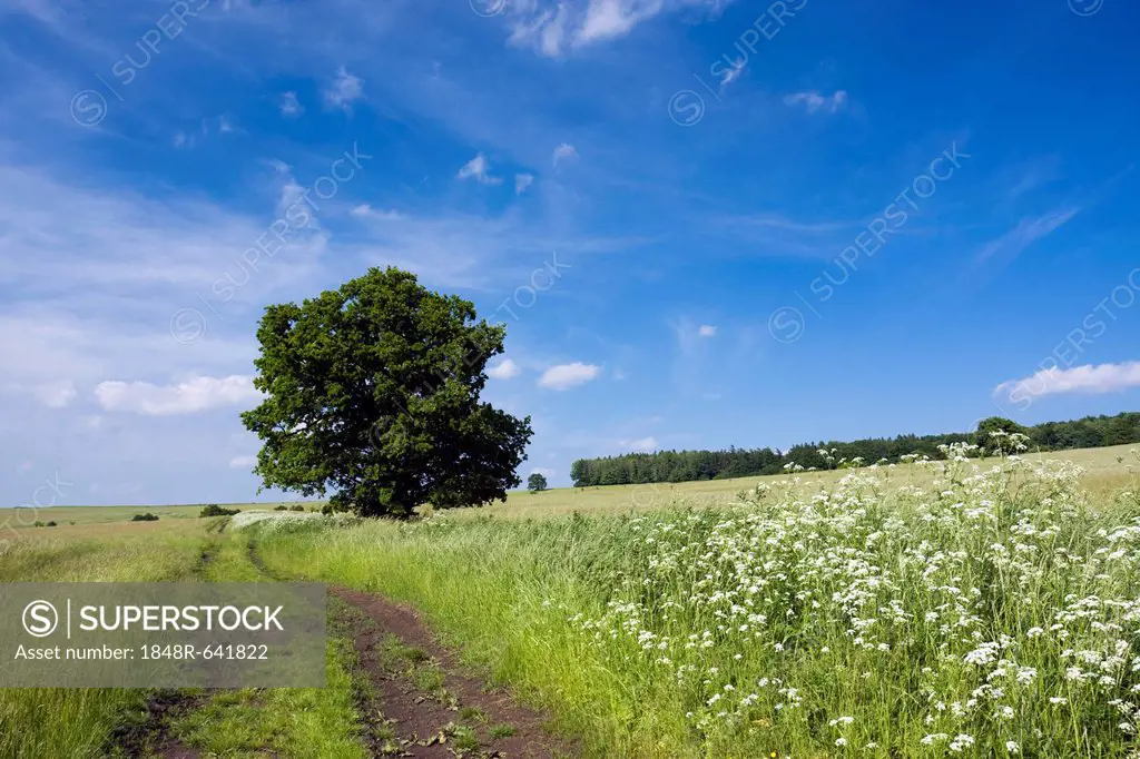 Landscape, Certoryje, National Nature Reserve, Hodonin district, Southern Moravia region, Czech Republic, Europe