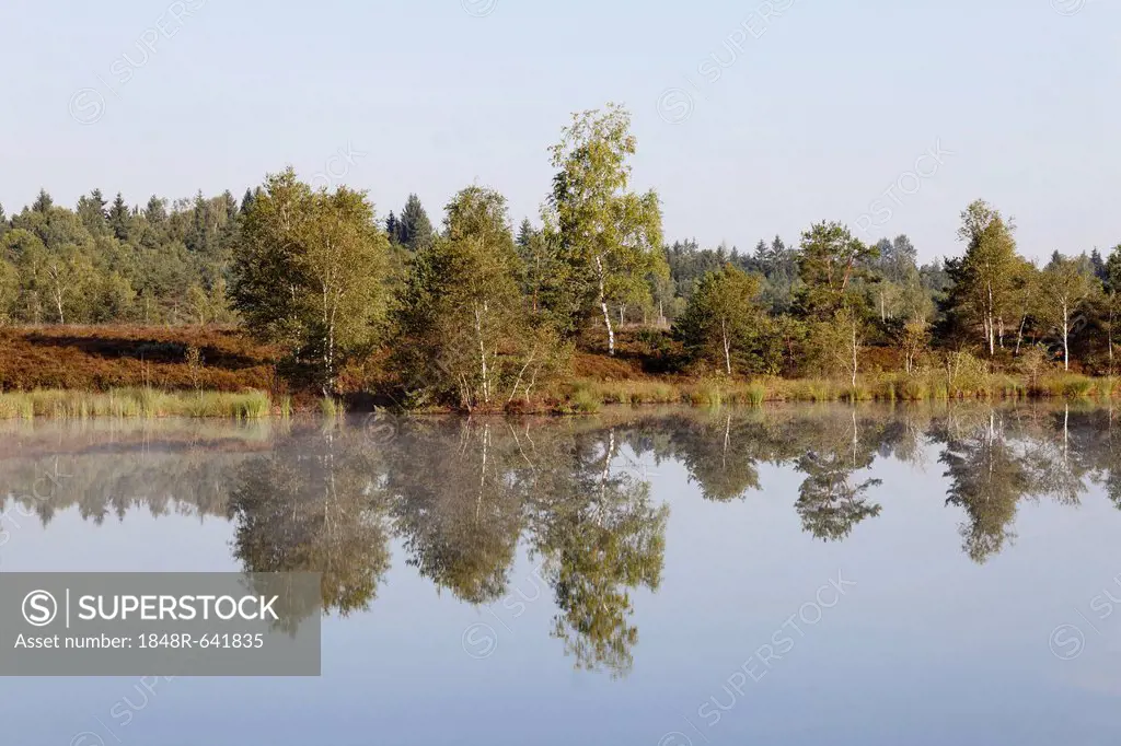 Moorland lake in the Schoenramer Moor marsh, Petting, Rupertiwinkel, Upper Bavaria, Bavaria, Germany, Europe