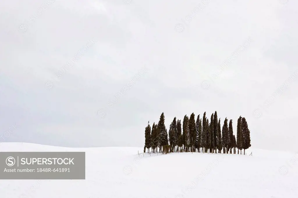 Group of cypress trees (Cupressus) in the snow, San Quirico d'Orcia, Tuscany, Italy, Europe