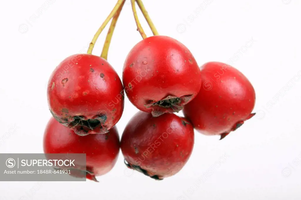 Midland hawthorn, English hawthorn (Crataegus laevigata), fruit