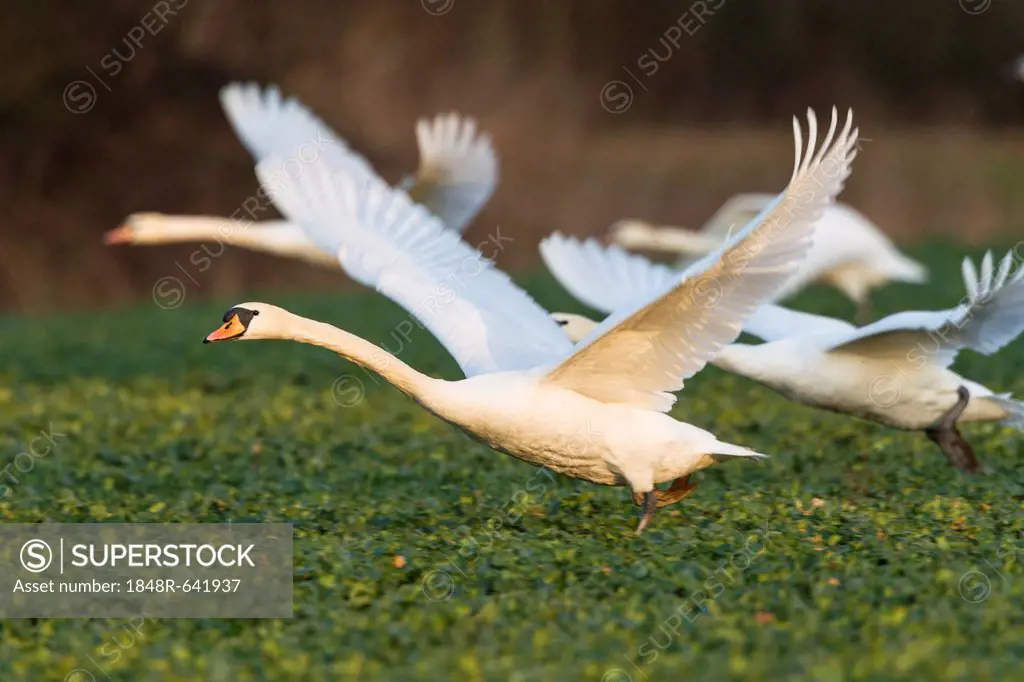 Mute swans (Cygnus olor) flying over a canola field (Brassica napus), Fuldabrueck, Hesse, Germany, Europe
