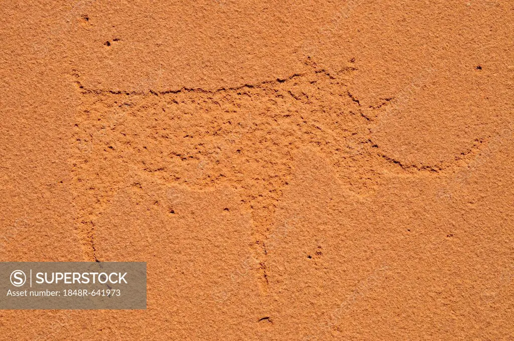 Petrograph of a rhinoceros in the Mik mountains, Damaraland, Namibia, Africa