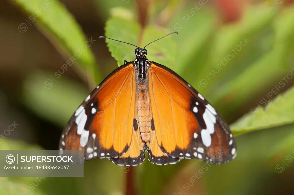 Plain tiger, African monarch (Danaus chrysippus), tropical butterfly, Phuket, Thailand, Southeast Asia, Asia