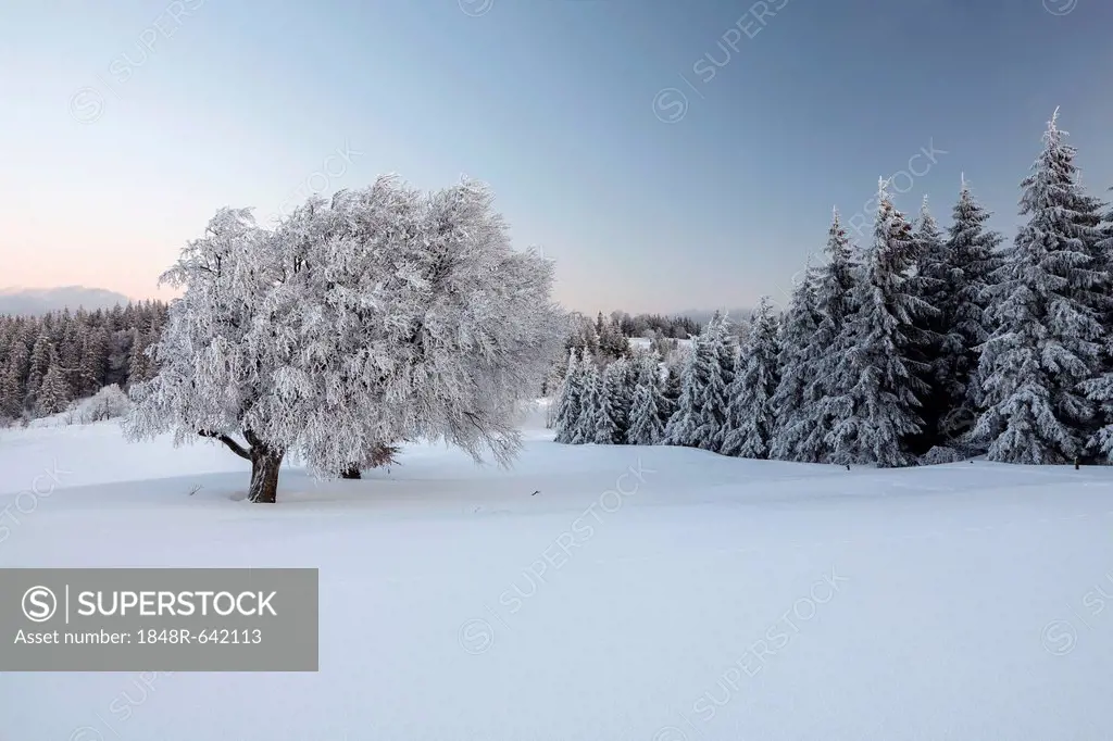 Beech tree in the fresh snow in the morning light, Schauinsland mountain near Freiburg, Black Forest mountain range, Baden-Wuerttemberg, Germany, Euro...